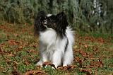 EPAGNEUL PAPILLON 075